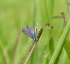 Hemiargus hanno