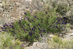 Psorothamnus arborescens minutifolius