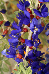 Psorothamnus arborescens minutifolius