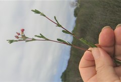 Hermannia joubertiana