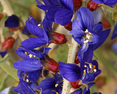Psorothamnus arborescens minutifolius