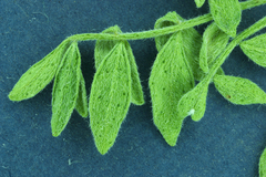 Psorothamnus arborescens minutifolius