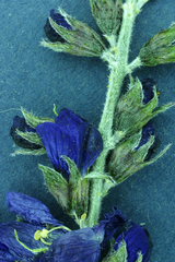 Psorothamnus arborescens minutifolius