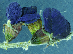 Psorothamnus arborescens minutifolius