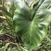 Colocasia fontanesii - Photo (c) juttep, some rights reserved (CC BY-NC)