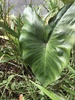 Colocasia fontanesii - Photo (c) juttep, some rights reserved (CC BY-NC)