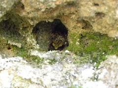 Eleutherodactylus marnockii