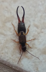 Forficula auricularia