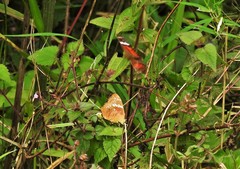 Anartia amathea