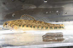 Emerald Darter photo 3