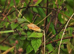 Anartia amathea
