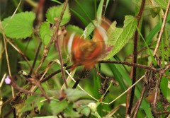 Anartia amathea
