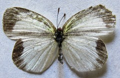 Eurema daira eugenia