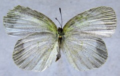 Eurema daira eugenia