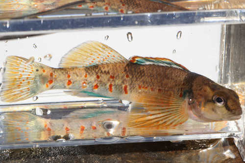 Variegate Darter