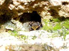 Eleutherodactylus marnockii