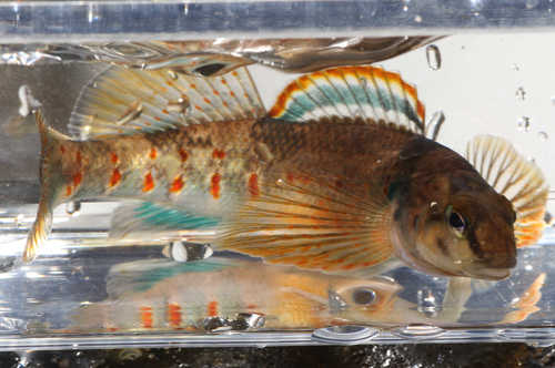Variegate Darter