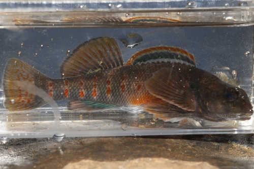 Variegate darter (Etheostoma variatum) — Percidae — 5