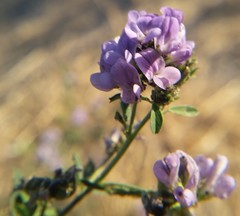 Medicago sativa