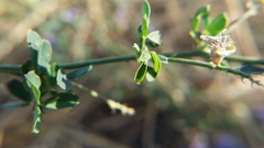 Medicago sativa