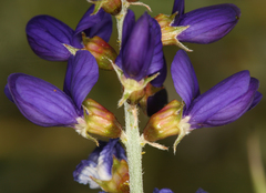 Psorothamnus arborescens minutifolius