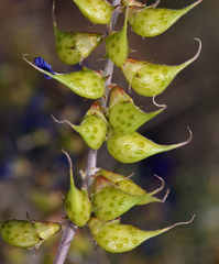 Psorothamnus arborescens minutifolius