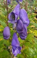 Aconitum carmichaelii