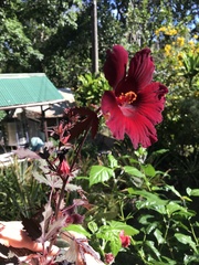 Hibiscus acetosella