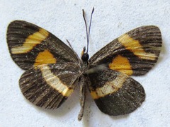Microtia elva elva