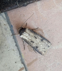 Agrotis malefida