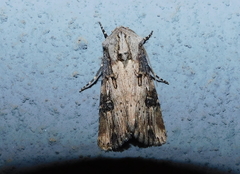 Agrotis puta