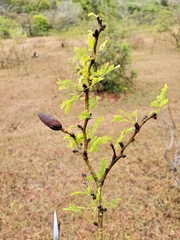 Vachellia farnesiana image