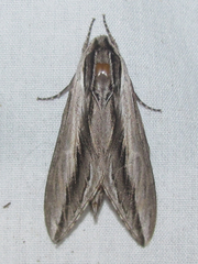 Sphinx vanbuskirki