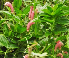 Centropogon cornutus