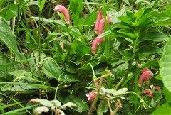 Centropogon cornutus