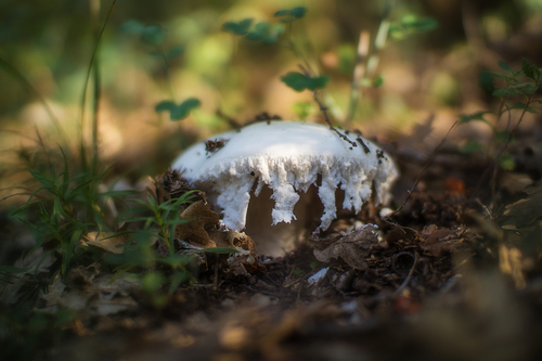Amanita ovoidea — (c) Sergey Cherkasov, some rights reserved (CC BY)