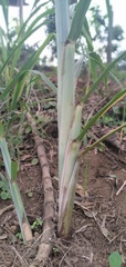 Saccharum