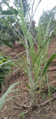 Saccharum