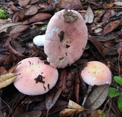 Russula hixsonii