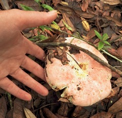 Russula hixsonii