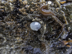 Kellia suborbicularis