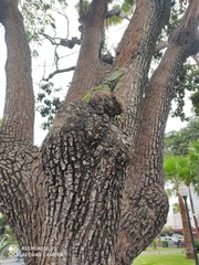 Iguana iguana