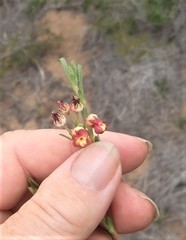 Hermannia joubertiana