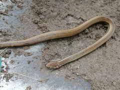 Coniophanes imperialis