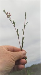 Hermannia joubertiana