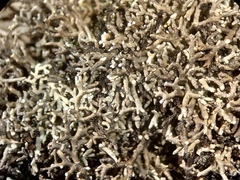 Sphaerophorus fragilis