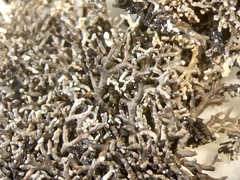 Sphaerophorus fragilis