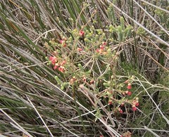 Hermannia joubertiana