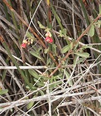 Hermannia joubertiana