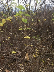 Viburnum lantana